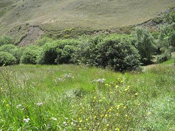 Quercus Brantii